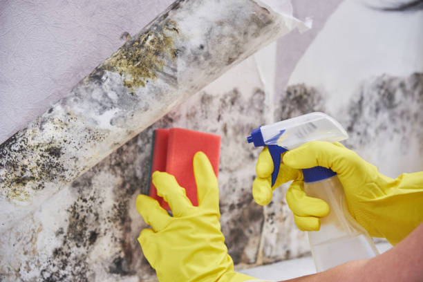 Best Comprehensive Air Testing for Mold Contaminants  in Houghton, NY